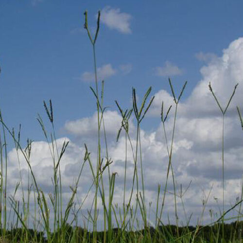 Bahia Grass
